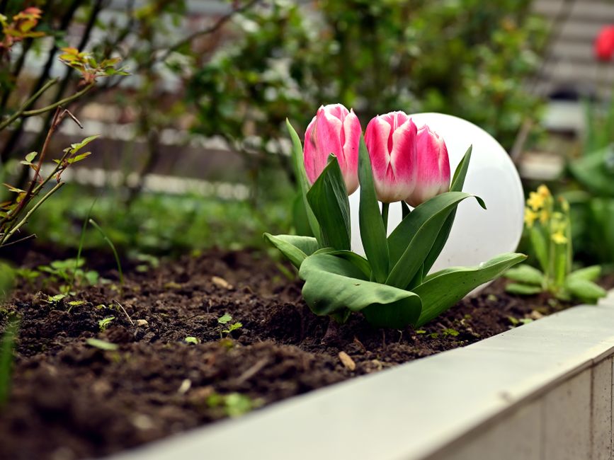 Vibrant pink tulips blossoming in a garden bed, showcasing nature's beauty.