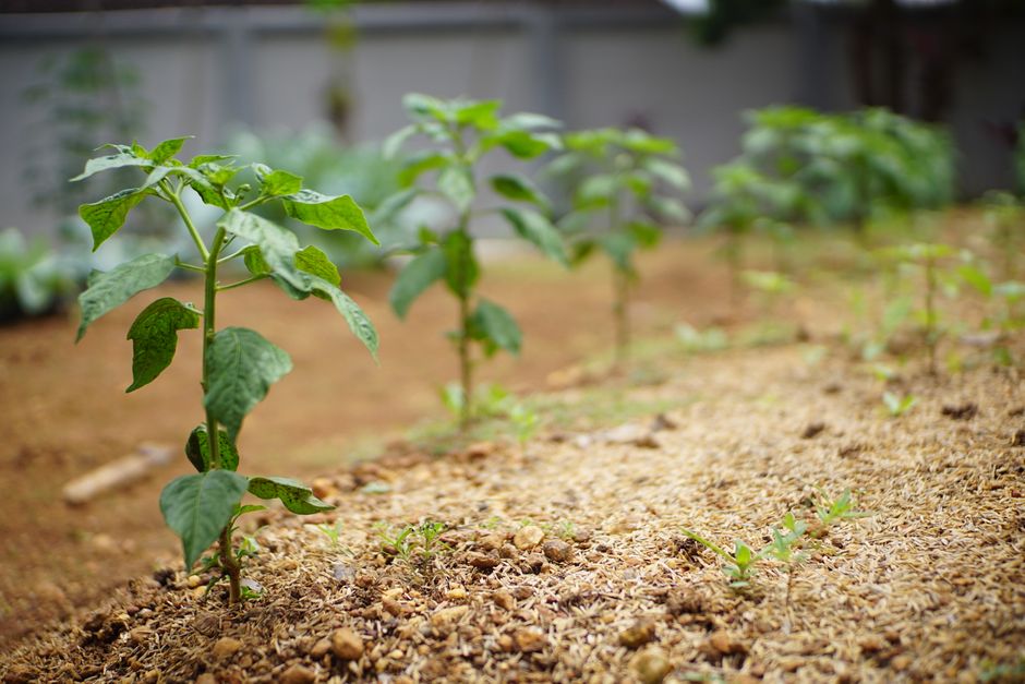 Fresh green plants sprouting in a neatly cultivated garden bed.