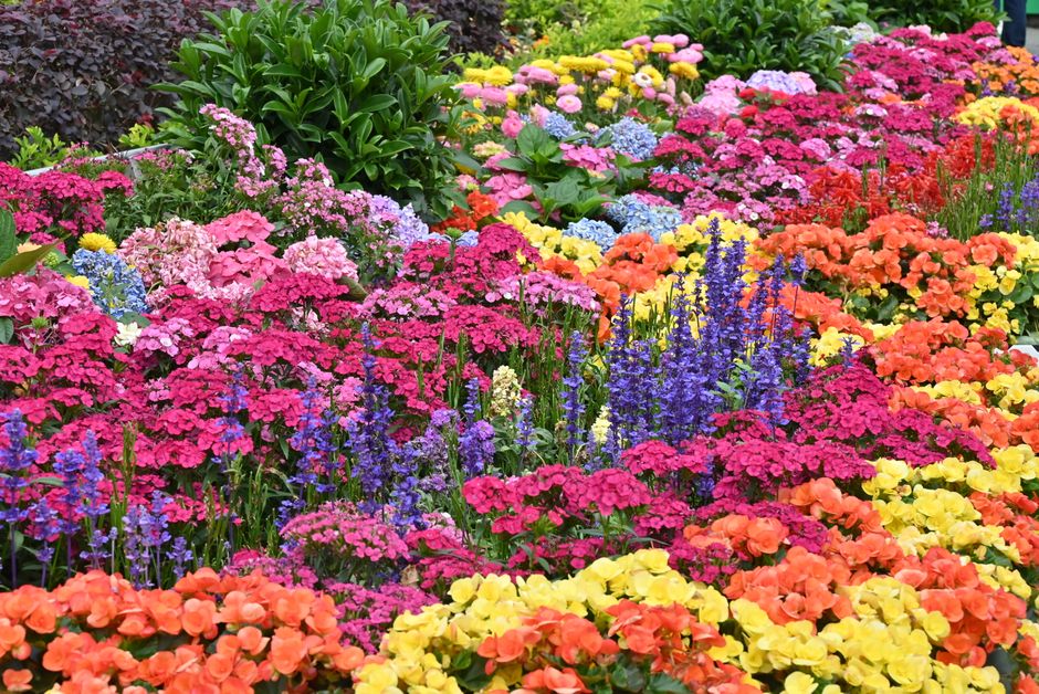 Colorful flower garden with a variety of blooming plants during the day.
