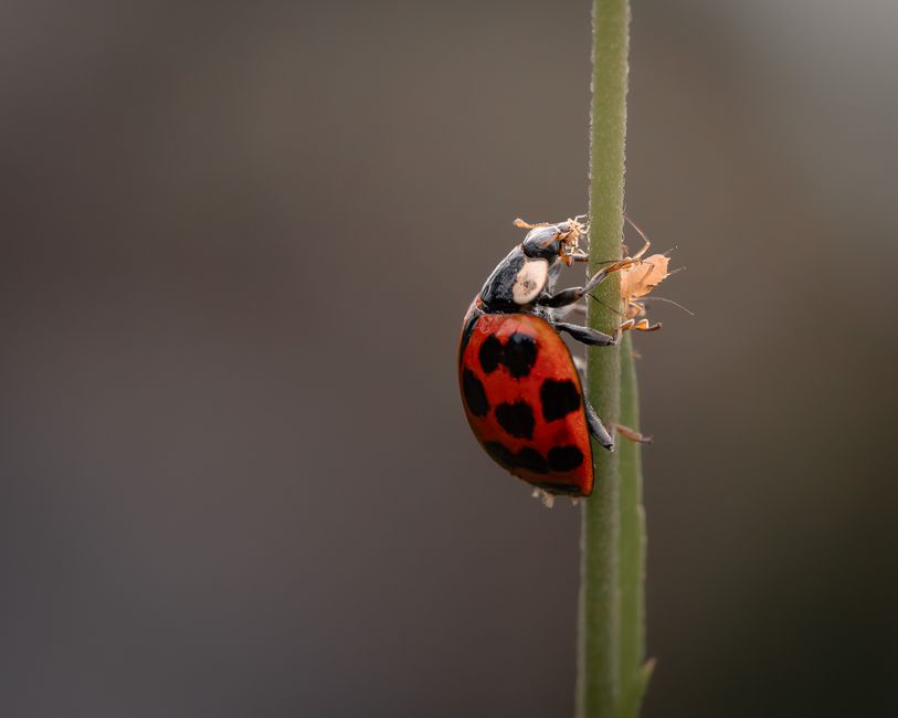 Detailed macro shot of a ladybug perched on a stem, feeding on aphids.